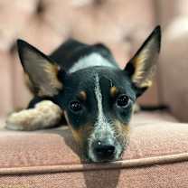 Thumbnail photo of Dee Dee #2