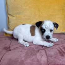 Thumbnail photo of Malibu #3