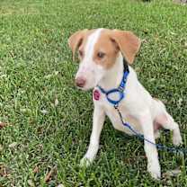 Thumbnail photo of Rosie #1