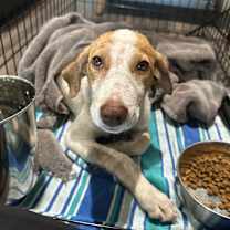 Thumbnail photo of Rosie #3