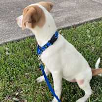 Thumbnail photo of Rosie #4