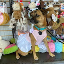 Thumbnail photo of Princess Peaches #1