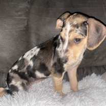 Thumbnail photo of Sissy jean #4