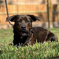 Thumbnail photo of Ember Rose #1