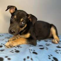 Thumbnail photo of North Carolina Beauty #1