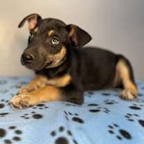 Thumbnail photo of North Carolina Beauty #3