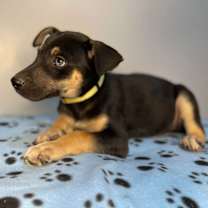 Thumbnail photo of North Carolina Beauty #4