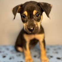 Thumbnail photo of Texas Beauty #2