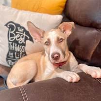 Thumbnail photo of Navy Bean #2