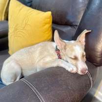 Thumbnail photo of Navy Bean #3