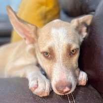 Thumbnail photo of Navy Bean #4