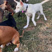 Thumbnail photo of Cannellini Bean #4