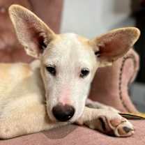 Thumbnail photo of Garbanzo bean #2