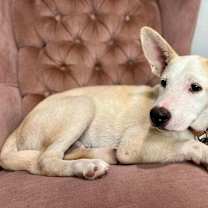 Thumbnail photo of Garbanzo bean #3