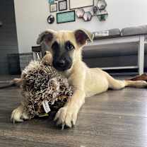 Thumbnail photo of Huckleberry Twain #3