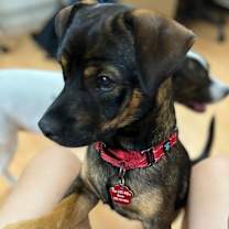 Thumbnail photo of Han Solo #4