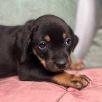 Thumbnail photo of Mamie #1