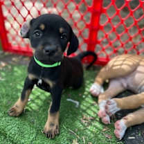 Thumbnail photo of Mamie #2