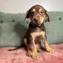 Thumbnail photo of Ronald #1