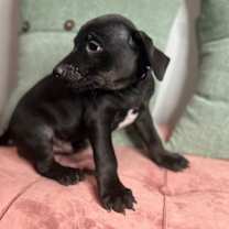 Thumbnail photo of Abraham #1