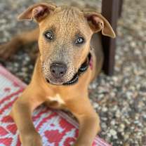 Thumbnail photo of Damien - Mean Girls Litter #2