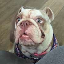 Thumbnail photo of Roxie #2