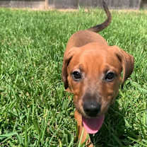 Thumbnail photo of Gretchen Weiners - Mean Girls Litter #1