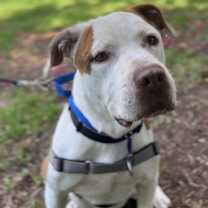 Thumbnail photo of Homer Simpson #4