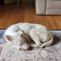 Thumbnail photo of Lima Bean #2