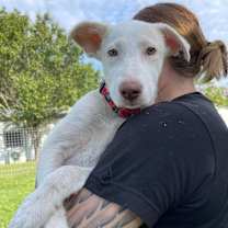 Thumbnail photo of Lima Bean #3