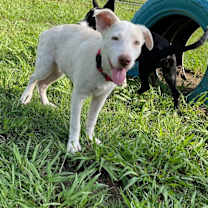 Thumbnail photo of Lima Bean #4