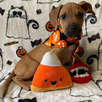 Thumbnail photo of Thackery Hocus Pocus #1