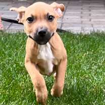 Thumbnail photo of Thackery Hocus Pocus #2