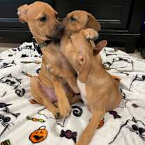 Thumbnail photo of Thackery Hocus Pocus #3