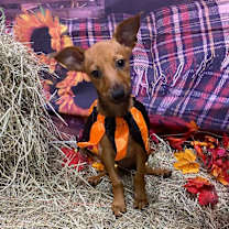 Thumbnail photo of Buster Bee #2