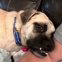 Thumbnail photo of Bellagio #4