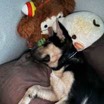 Thumbnail photo of Duke Wellingham the 3rd #3