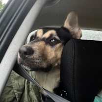 Thumbnail photo of Duke Wellingham the 3rd #4