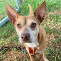 Thumbnail photo of Pedro Rover #2