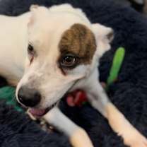 Thumbnail photo of Patches Rover #1