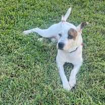 Thumbnail photo of Patches Rover #3