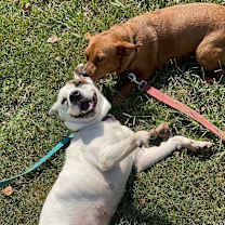 Thumbnail photo of Patches Rover #4