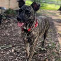 Thumbnail photo of Mochachina #2