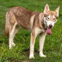 Thumbnail photo of Hades #1