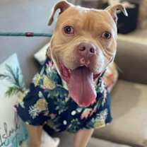 Thumbnail photo of Owen the Meatball #2