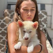 Thumbnail photo of Porky Little Rascals Litter #3