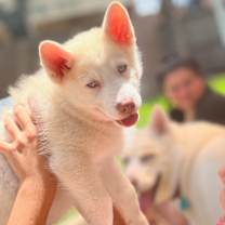 Thumbnail photo of Porky Little Rascals Litter #4