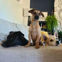 Thumbnail photo of Clorox (aka Kimchi) #2