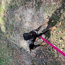 Thumbnail photo of Pluto #1