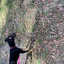 Thumbnail photo of Pluto #2